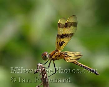 Photograph of Dragonfly from www.MilwaukeePhotos.com (C) Ian Pritchard