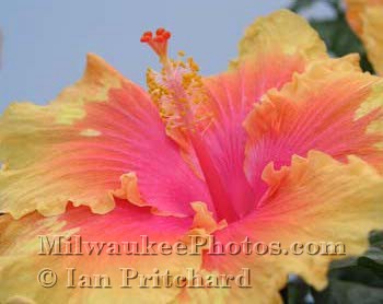 Photograph of Hibiscus from www.MilwaukeePhotos.com (C) Ian Pritchard